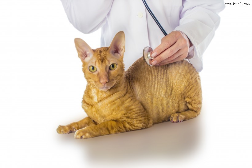 兽医治疗宠物的图片