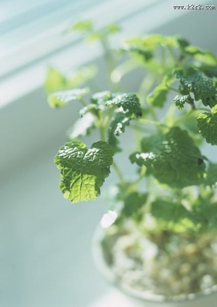 女性清晨洗漱图片大全