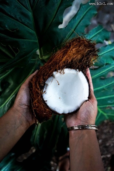 椰子的高清图片
