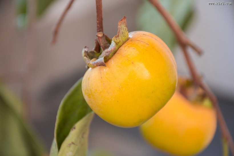 黄色香甜有营养的柿子图片