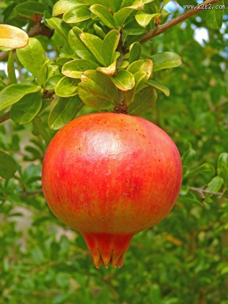 树上还未采摘的石榴图片