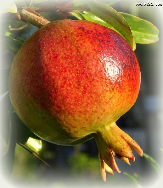 树上还未采摘的石榴图片