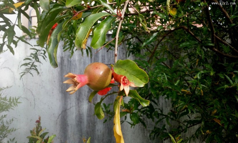 树上还未采摘的石榴图片