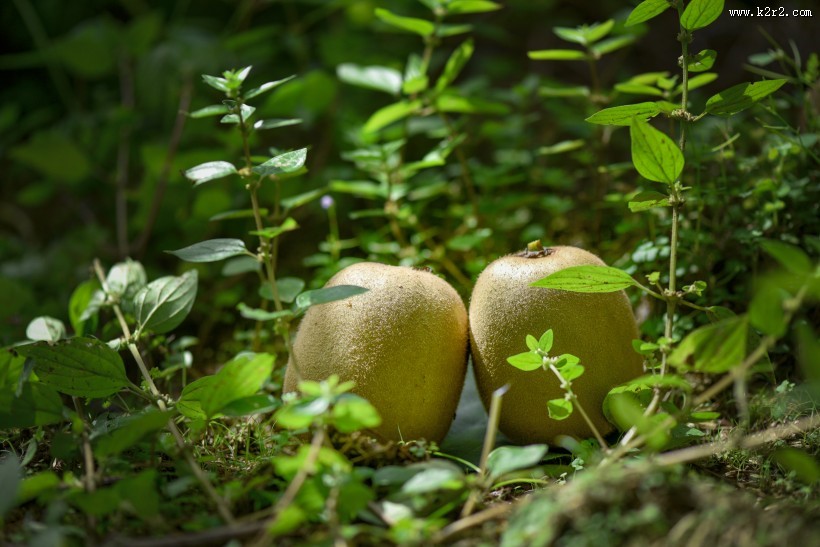 挂到树上的已经成熟等待采摘的猕猴桃图片