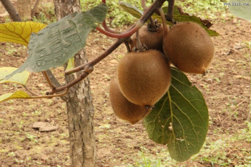 挂到树上的已经成熟等待采摘的猕猴桃图片