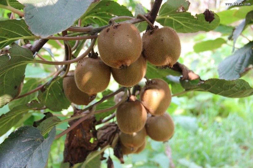挂到树上的已经成熟等待采摘的猕猴桃图片