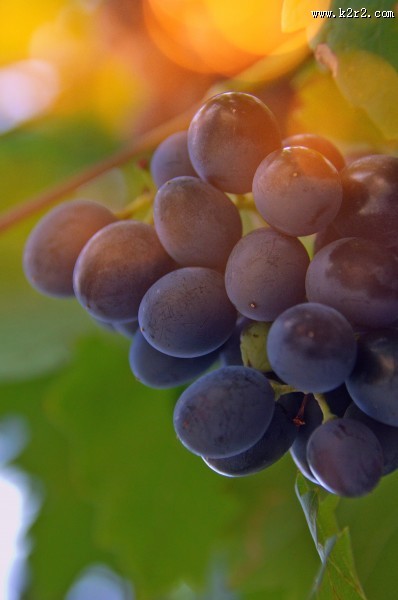 葡萄藤上的葡萄图片大全