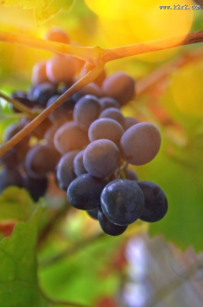 葡萄藤上的葡萄图片大全