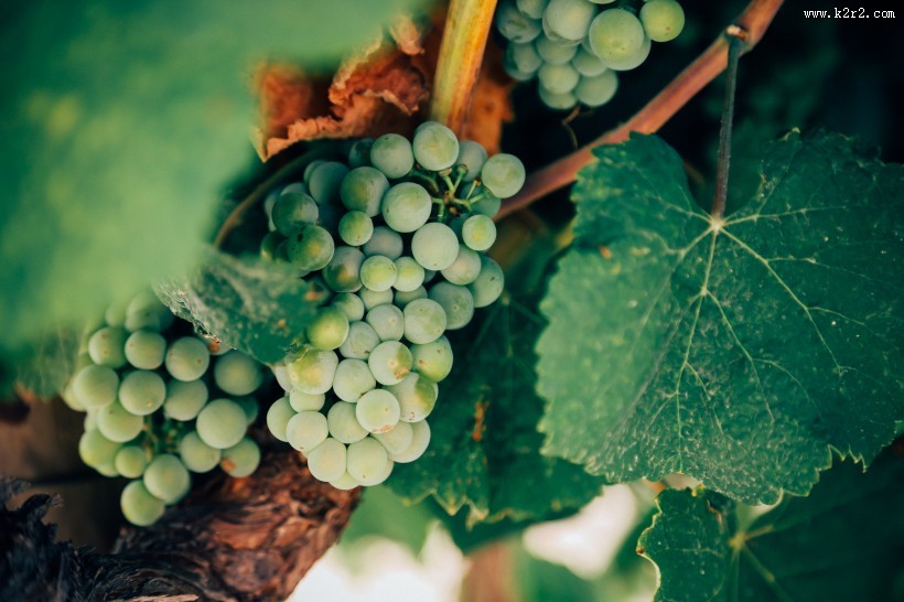 葡萄藤上的葡萄图片大全
