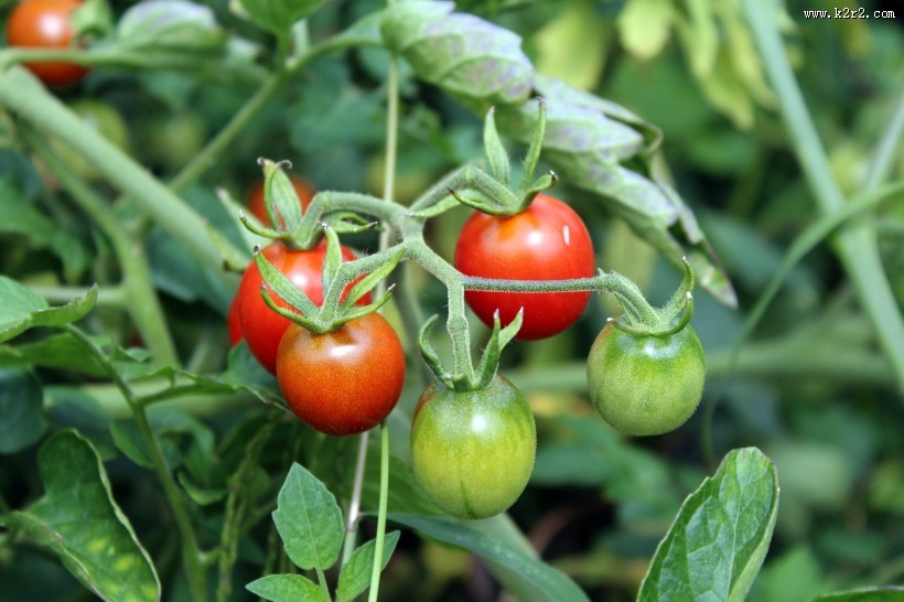切开的西红柿图片