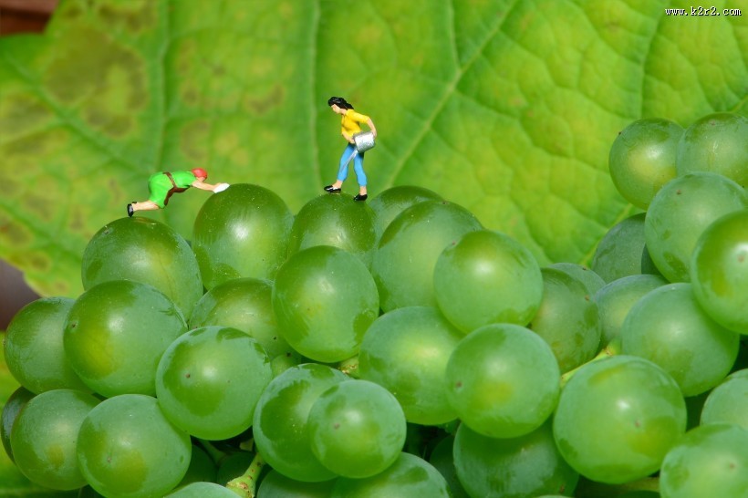葡萄藤上新鲜的绿葡萄图片