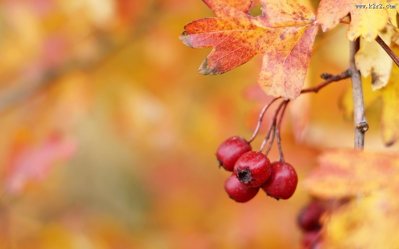挂满枝头的山楂图片