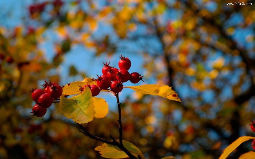 挂满枝头的山楂图片