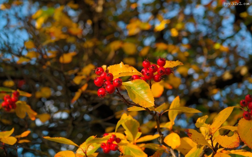 挂满枝头的山楂图片