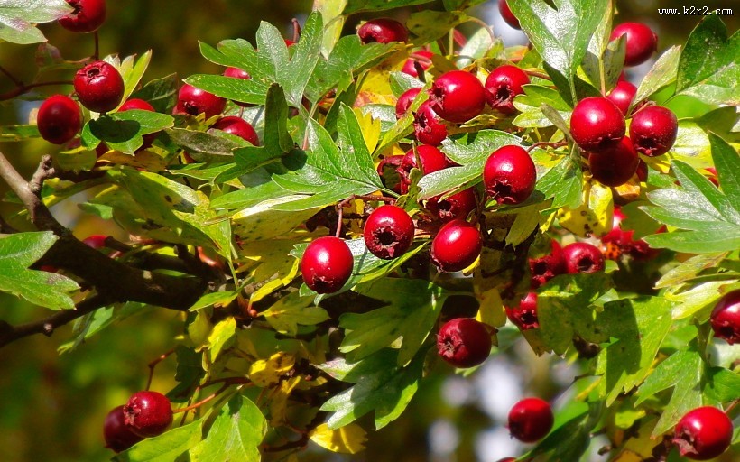 挂满枝头的山楂图片