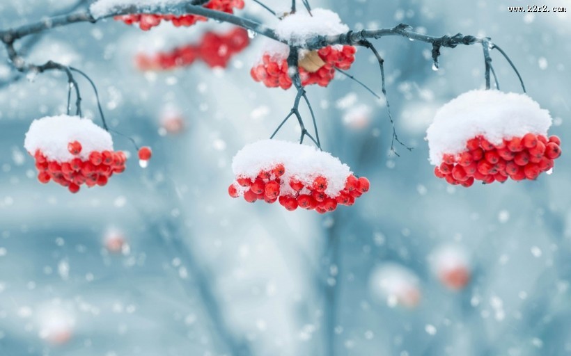 冬日的红色浆果图片大全