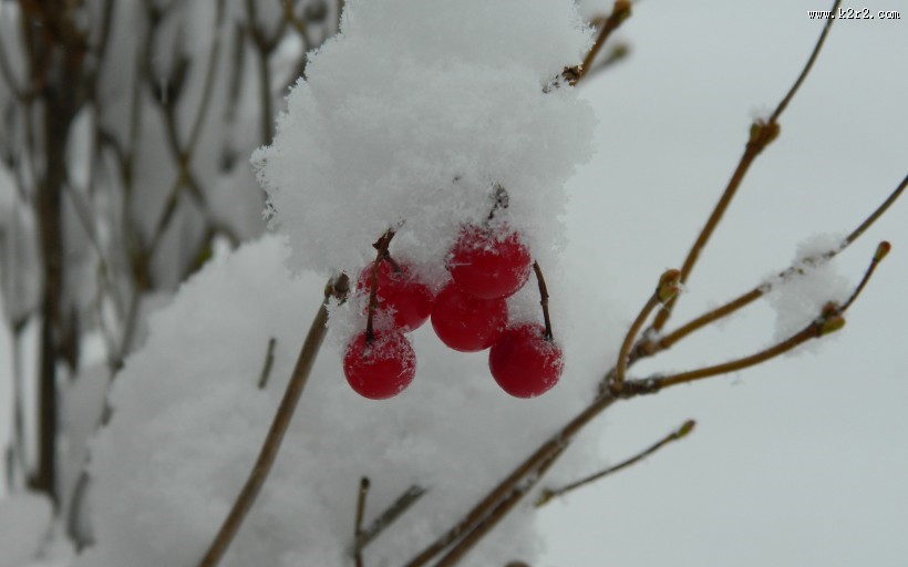 冬日的红色浆果图片大全