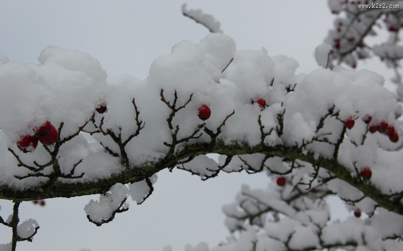 冬日的红色浆果图片大全