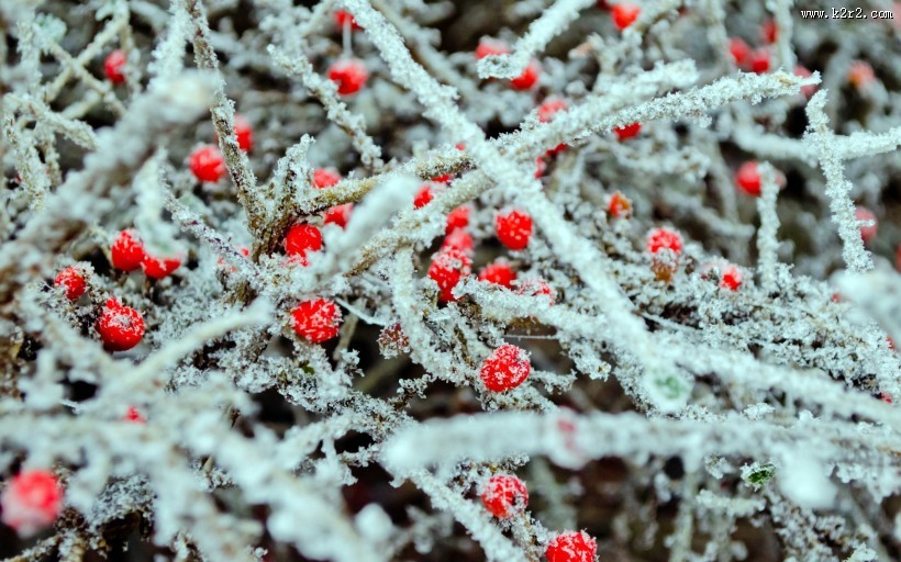 冬日的红色浆果图片大全