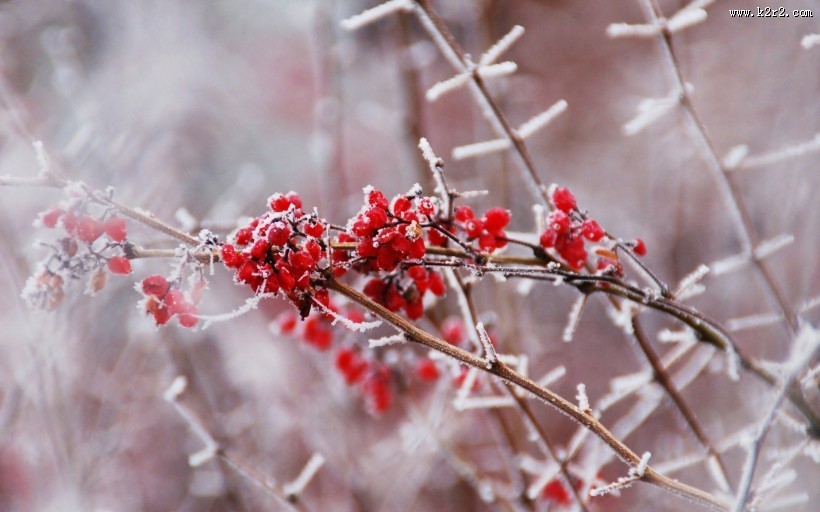 冬日的红色浆果图片大全