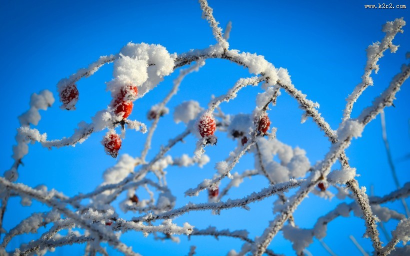 冬日的红色浆果图片大全