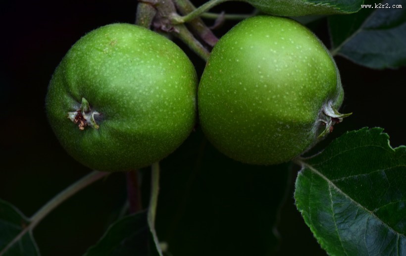 美味的青苹果图片