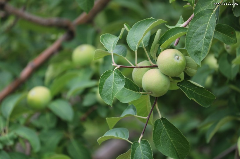 美味的青苹果图片