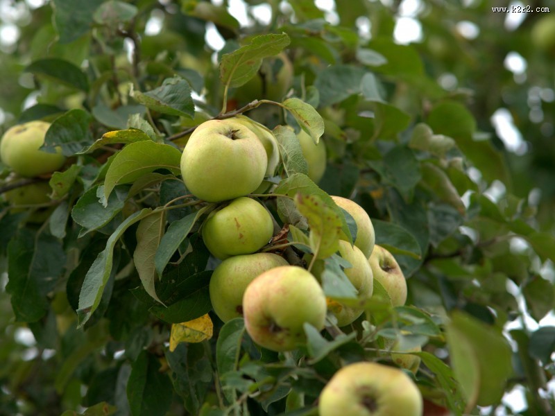 美味的青苹果图片