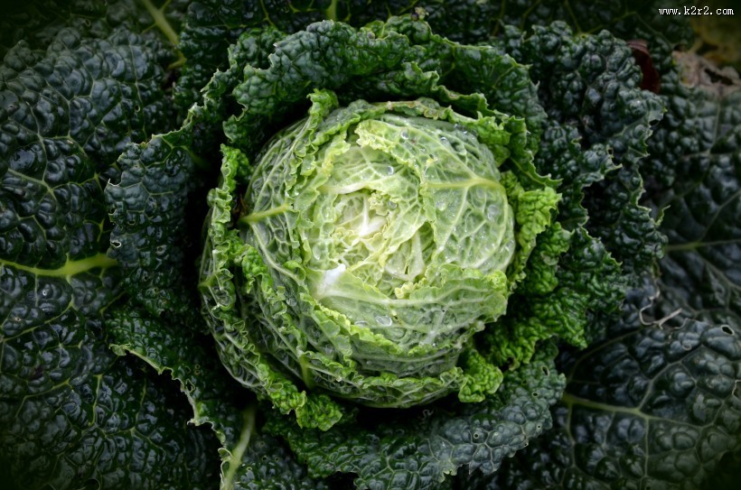 绿色健康的卷心菜图片