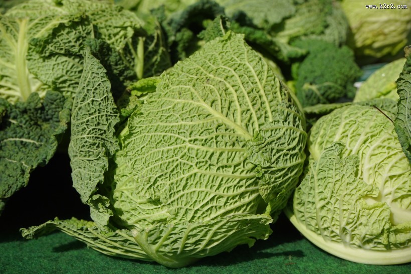 绿色健康的卷心菜图片
