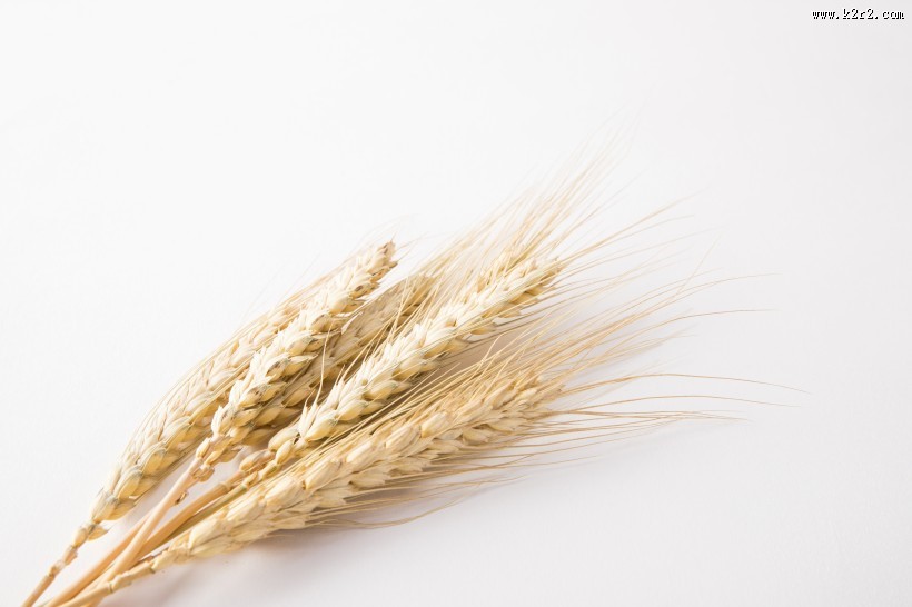 麦子和麦穗图片