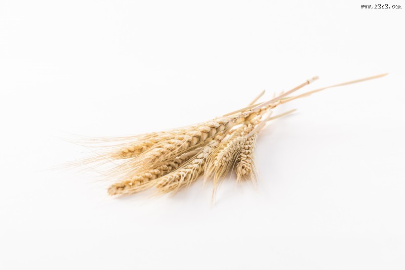 麦子和麦穗图片