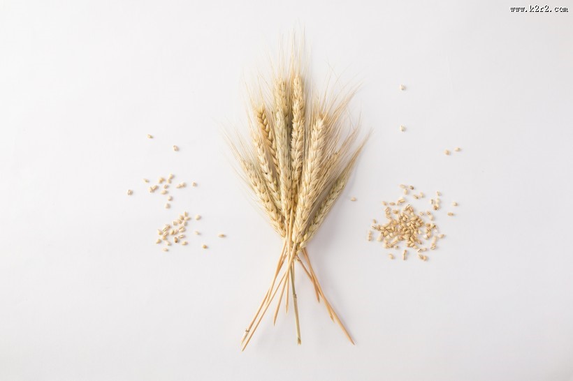 麦子和麦穗图片