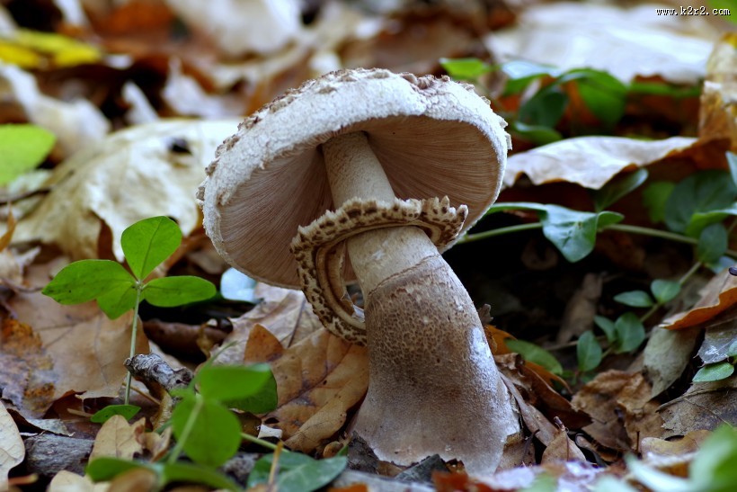 生长在地上的一只蘑菇图片大全