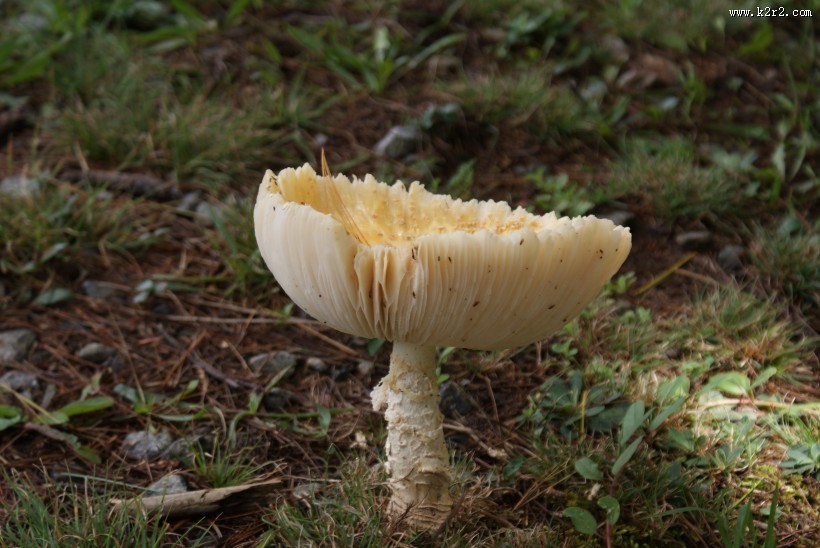 生长在地上的一只蘑菇图片大全