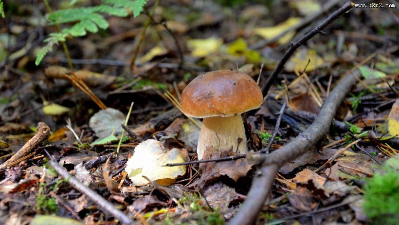 生长在地上的一只蘑菇图片大全