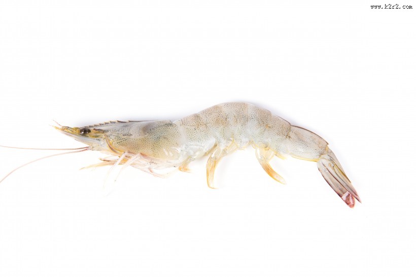 美味新鲜的基围虾图片