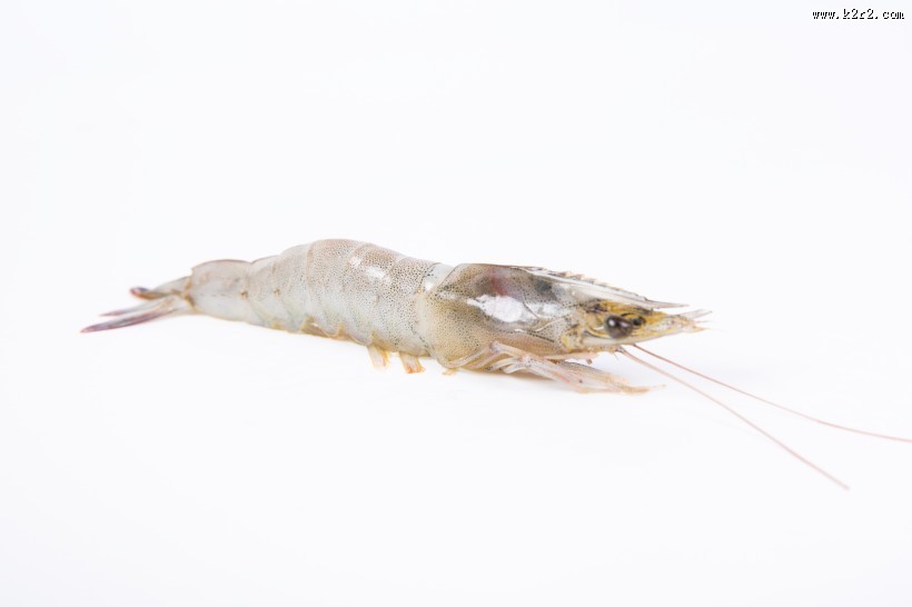 美味新鲜的基围虾图片