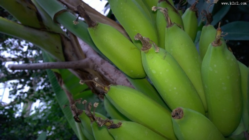未成熟的绿色香蕉图片大全