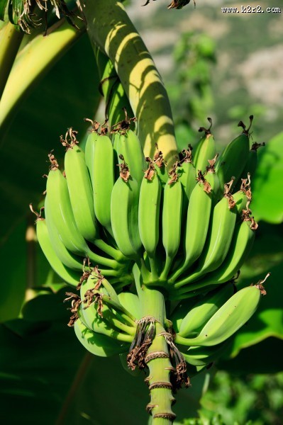 树上未采摘的香蕉图片
