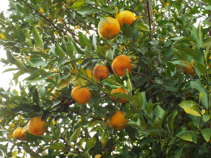 树枝上的橘子图片大全