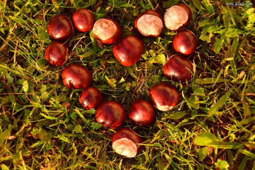 新鲜美味的板栗图片大全