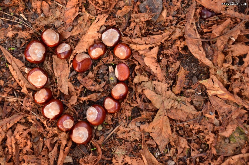 新鲜美味的板栗图片大全