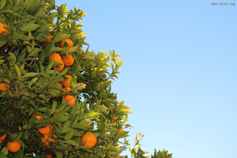树枝上的橘子图片大全