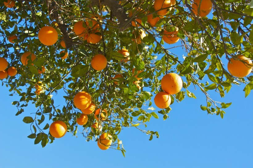 树枝上的橘子图片大全