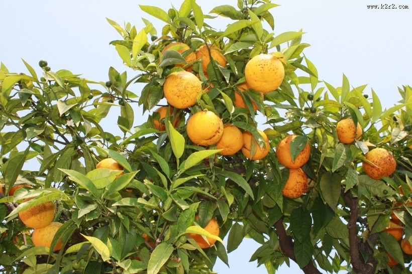 树枝上的橘子图片大全
