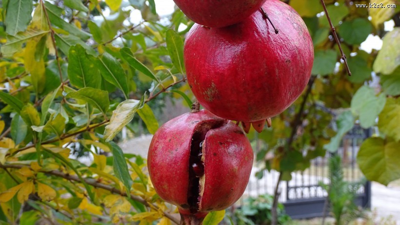 成熟的石榴图片大全