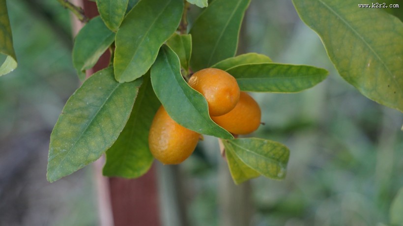 酸涩的金桔图片大全