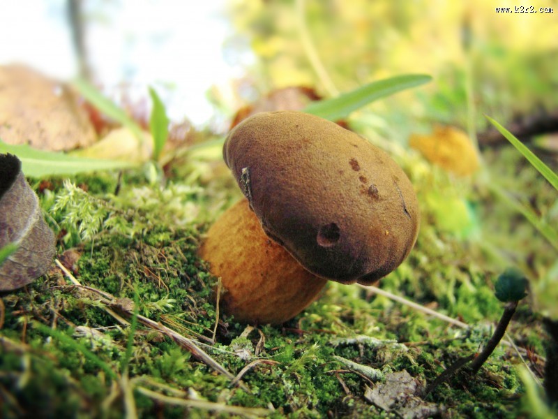 生长在地上的一只蘑菇图片