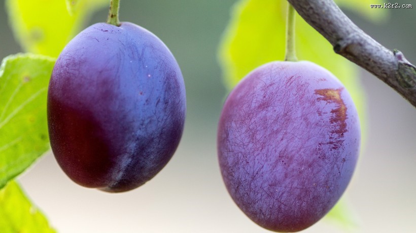 美味的西梅图片